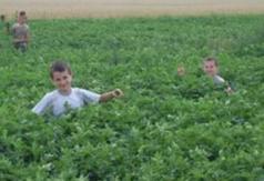  (link otworzy duże zdjęcie)