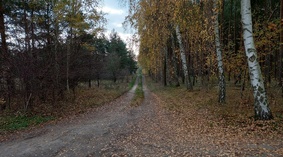 ul. Liliowa widok drogi dnia 28.10.2022