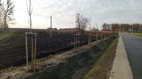 Wykonanie nasadzeń zastępczych.