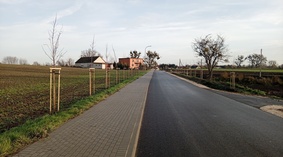 Wykonanie nasadzeń zastępczych.