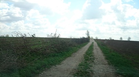 wycinka krzaków