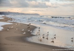 Plaża i Morze Bałtyckie u brzegu którego znajduje się kilkanaście mew.