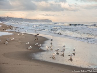 Plaża i Morze Bałtyckie u brzegu którego znajduje się kilkanaście mew.