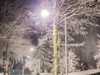 Drzewa przy Alei, podświetlone lampą, pokryte śniegiem.