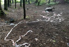 Prace porządkowe i inwentaryzacja drzew we władysławowskim parku