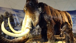 mamut w naturalnym rozmiarze