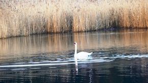 łabędź