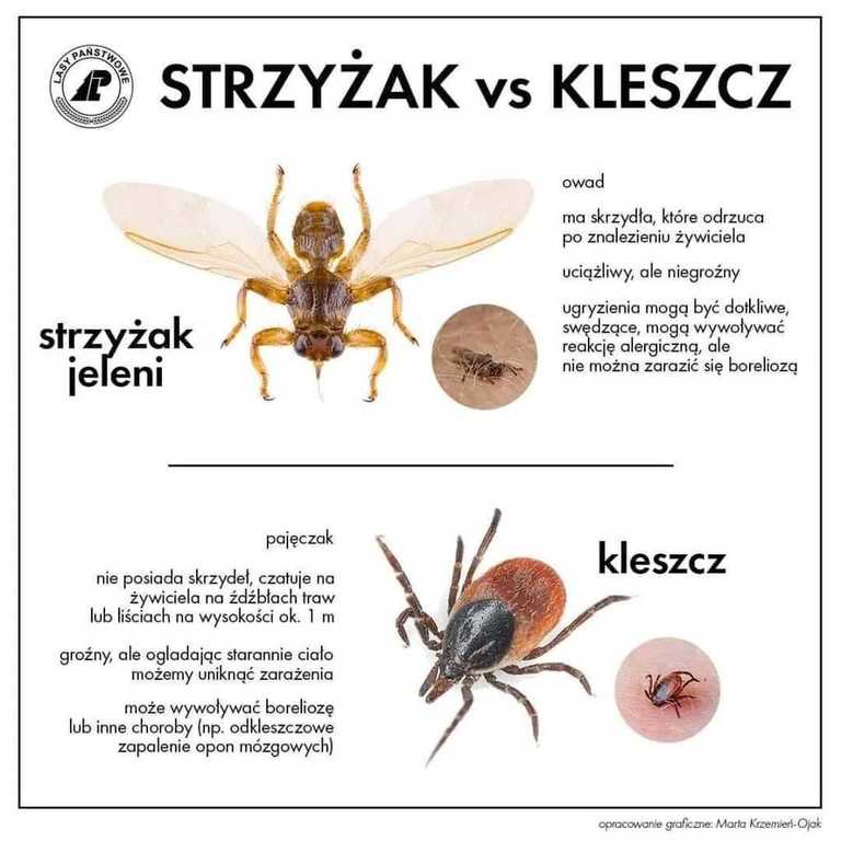 klaszcze_strzykacze.jpg