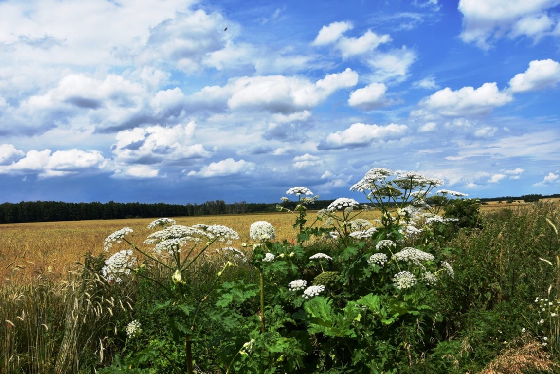 dsc_3168.jpg