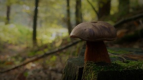 borowik ceglastopory - grzyb jadalny