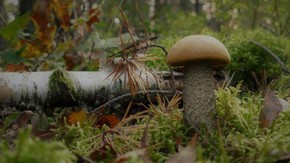 koźlarz czerwony - grzyb jadalny