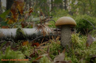 02_jesien_w_lesie__grzybobranie.jpg[small]