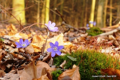 08_przyroda_wiosna.jpg[small]