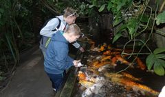 Podopieczni świetlic zwiedzają wystawę psów rasowych. (link otworzy duże zdjęcie)