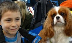 Podopieczni świetlic zwiedzają wystawę psów rasowych. (link otworzy duże zdjęcie)