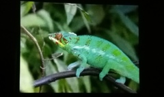 (link otworzy duże zdjęcie)