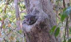 (link otworzy duże zdjęcie)