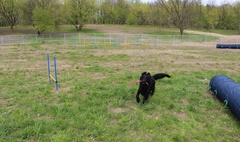 Zdjęcie psa bawiącego się na wybiegu dla psów (link otworzy duże zdjęcie)