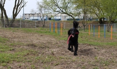 Zdjęcie psa bawiącego się na wybiegu dla psów (link otworzy duże zdjęcie)