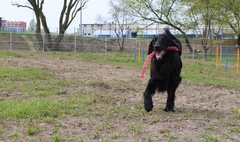 Zdjęcie psa bawiącego się na wybiegu dla psów (link otworzy duże zdjęcie)