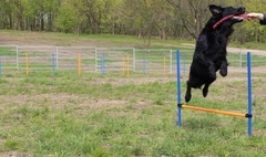 Zdjęcie psa bawiącego się na wybiegu dla psów (link otworzy duże zdjęcie)