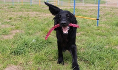 Zdjęcie psa bawiącego się na wybiegu dla psów