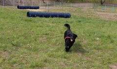 Zdjęcie psa bawiącego się na wybiegu dla psów (link otworzy duże zdjęcie)