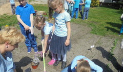 Święto Polskiej Niezapominajki (link otworzy duże zdjęcie)