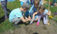 Święto Polskiej Niezapominajki (link otworzy duże zdjęcie)