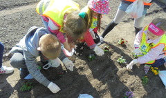 Święto Polskiej Niezapominajki (link otworzy duże zdjęcie)
