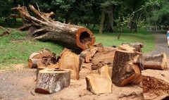 Nowe zasady wycinki drzew