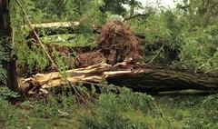 Powalone drzewa w Parku Miejskim