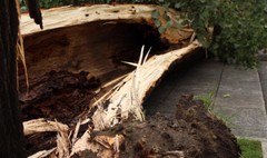 (link otworzy duże zdjęcie)