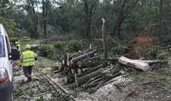 Drzewa powalone po nawałnicy.