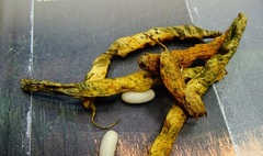 Filozofia codzienności z fasolą w tle