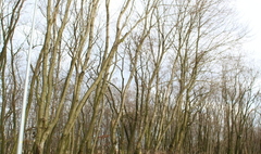 (link otworzy duże zdjęcie)