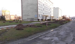 Zdjęcie nasadzeń drzew na Winiarach (link otworzy duże zdjęcie)