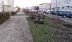 Zdjęcie nasadzeń drzew na Winiarach (link otworzy duże zdjęcie)