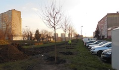 Zdjęcie nasadzeń drzew na Winiarach