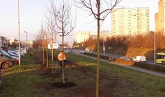 Zdjęcie nasadzeń drzew na Winiarach (link otworzy duże zdjęcie)