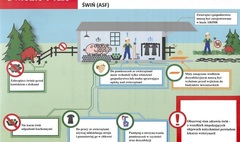 Wytyczne dotyczące postępowania w przypadku znalezienia padłego dzika