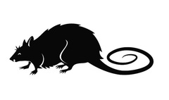 Obowiązkowa deratyzacja