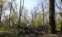 Ponad 180 tysięcy złotych dotacji na dwa gnieźnieńskie parki (link otworzy duże zdjęcie)