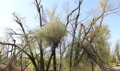 Ponad 180 tysięcy złotych dotacji na dwa gnieźnieńskie parki (link otworzy duże zdjęcie)