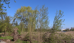 Ponad 180 tysięcy złotych dotacji na dwa gnieźnieńskie parki (link otworzy duże zdjęcie)