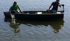 Zarybianie Jeziora Jelonek (link otworzy duże zdjęcie)