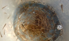 Zarybianie Jeziora Jelonek (link otworzy duże zdjęcie)