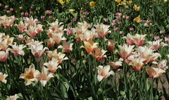 Wizyta w mieście partnerskim na Litwie (link otworzy duże zdjęcie)