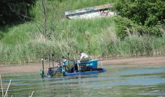 Podkaszanie rdestnicy kędzierzawej na jeziorze Winiary