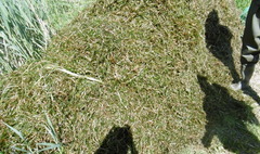 Podkaszanie rdestnicy kędzierzawej na jeziorze Winiary (link otworzy duże zdjęcie)